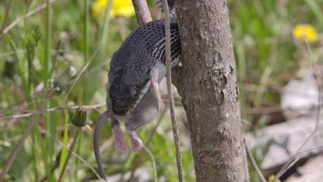 serpiente rata negra en un árbol comiendo un ratón
