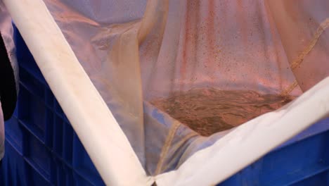 Close-up-of-Workers-hand-taking-fish-eggs-to-be-transferred-to-the-cultivation-pond-at-the-fish-aquaculture-farm