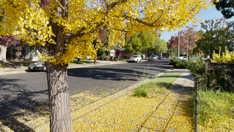 sidewalk with tree and leaves falling