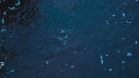 Footage-of-three-ducks,-a-duck-mom-with-its-two-duck-babies-swimming-in-a-small-blue-colored-river-or-a-stream-what-has-white-bubbles-in-it