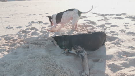 german-shorthaired-pointer-and-a-german-shepherd-play-fight-in-desert,-Medium-Shot