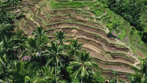 Drone-footage-of-Tegallalang-Rice-Terrace-in-Bali-capturing-the-iconic-landscape