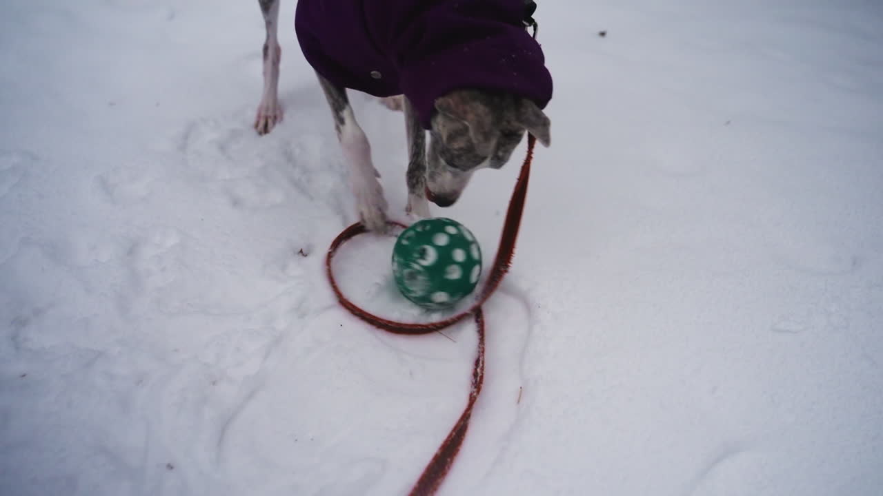 Whippet dog wearing purple coat plays with green ball on snowy ground while attached to red leash. Curious dog focuses on toy during winter walk, expressing playful energy and outdoor engagement in cold