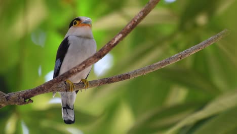 The-Silver-breasted-Broadbill-is-a-famous-bird-in-Thailand,-both-local-and-international