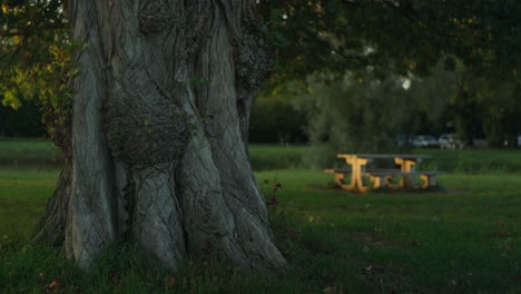 Wrinkled-bark-of-an-old-tree-trunk-with-cemented-patio-table-at-the-background-during-sunset-in-Montrichard,-France,-static-closeup