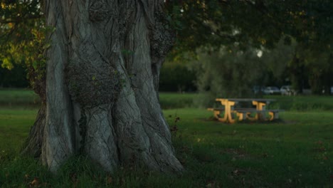 wrinkled bark of an old tree trunk with cemented patio table at the background during sunset in montrichard, france, static closeup