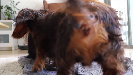 Two-wet-sausage-dogs-drying-themselves-on-towel-on-floor-at-home