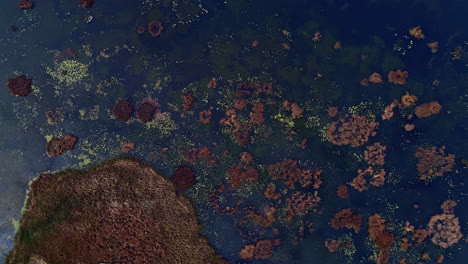 top view of bogland with peat mosses in the wilderness