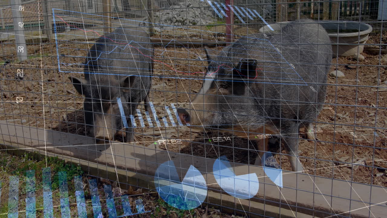 Animating financial data chart over pigs in fenced area on farm