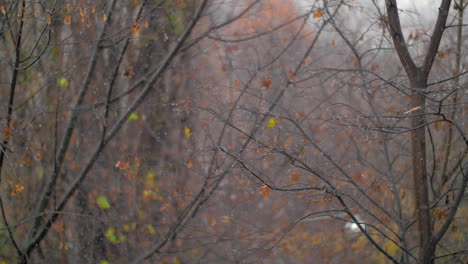 Verblasste-Bäume-Und-Fallender-Schnee-Im-Spätherbst