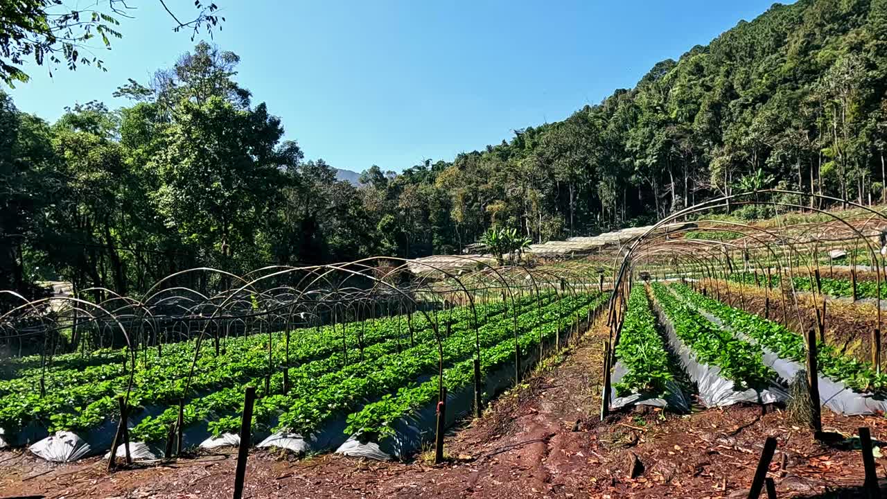 Panning right to rows of vegetables in a village farm, candid daily life of rural living