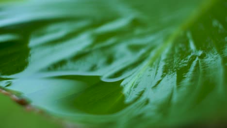 water on leaf swaying gently in the wind