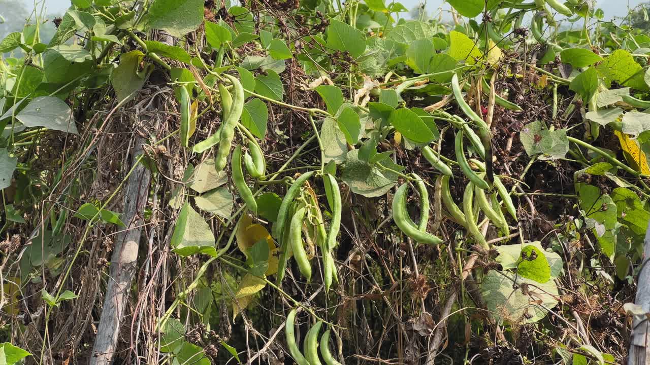 Carrellata lenta attraverso viti di fagioli, teneri baccelli verdi che oscillano dolcemente, catturando l'agricoltura rurale indiana, verdure di stagione, consistenza, abbondanza e crescita naturale.