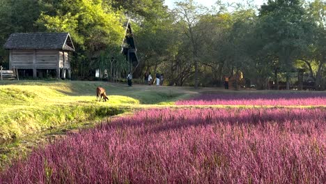 a cow grazes in a vibrant field