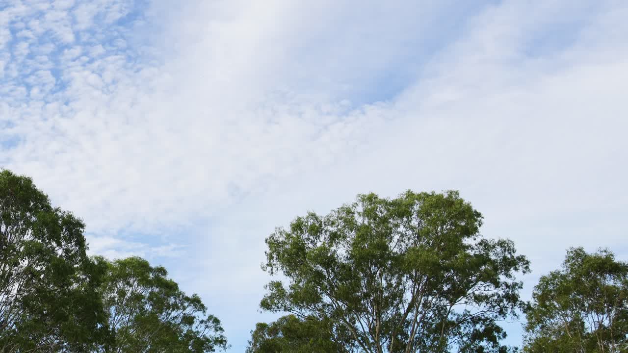 나무 위에 떠다니는 구름의 시간 흐름