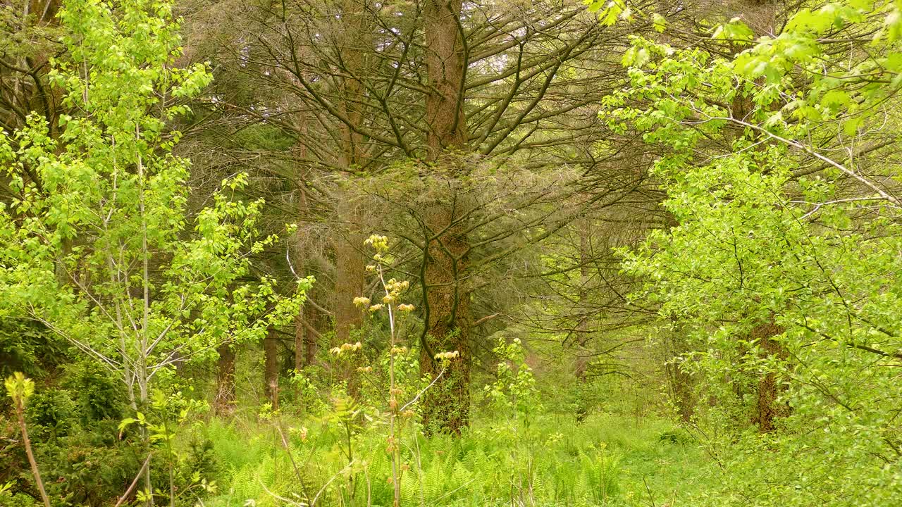 Paisaje forestal de primavera