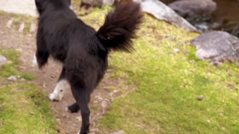 Dorfhund-Blickt-In-Die-Kamera