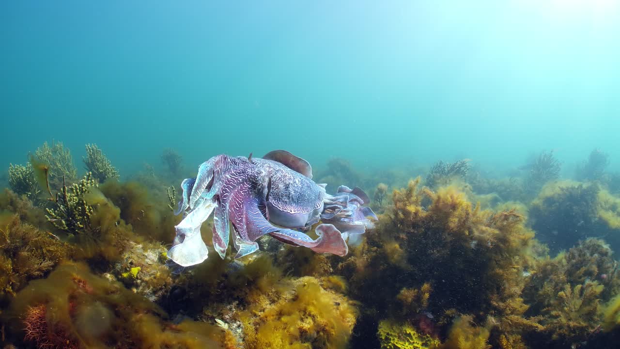 sepia gigante australiana sepia apama migración whyalla sur de australia 4k cámara lenta, apareamiento, puesta de huevos, lucha, agregación, bajo el agua