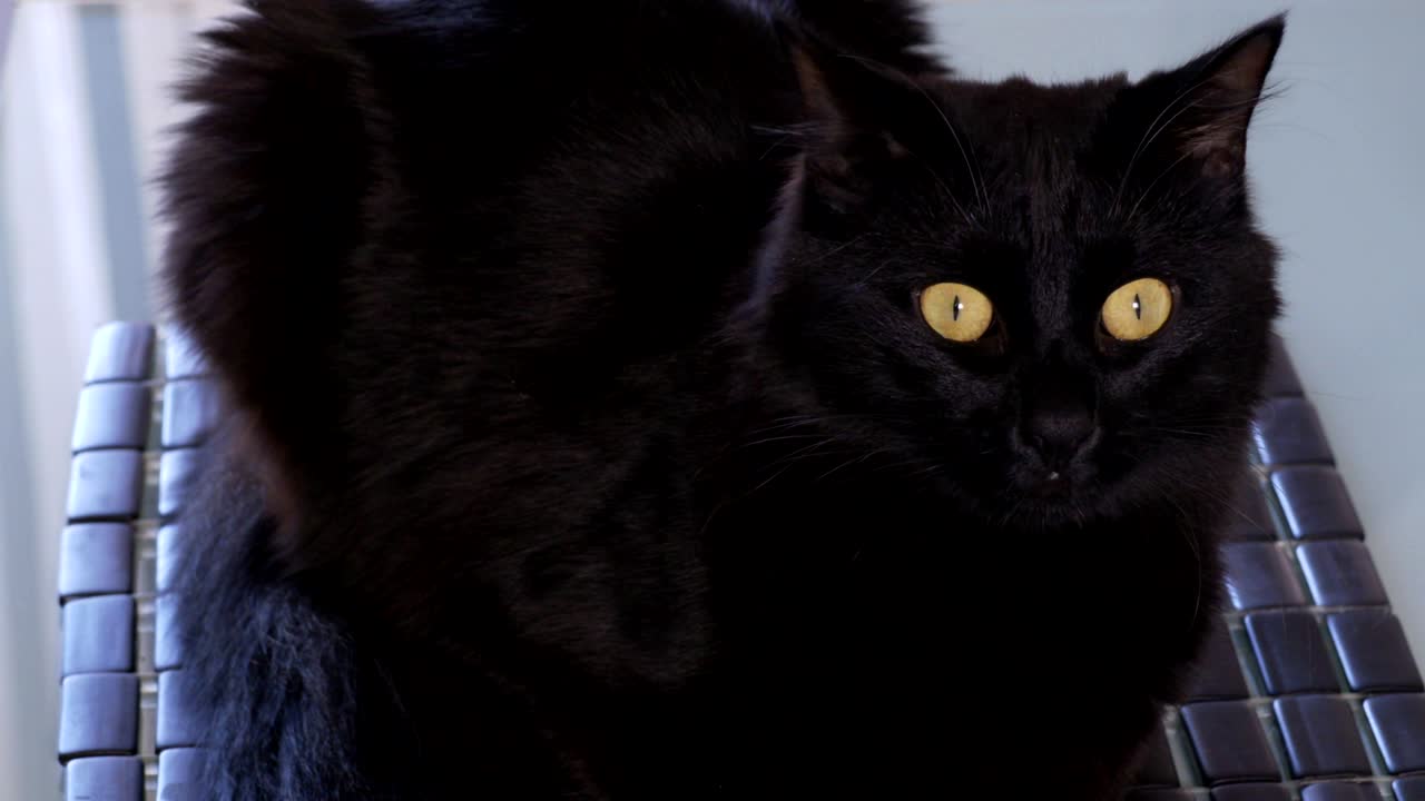 gato preto elegante com olhos amarelos sentado em uma cadeira