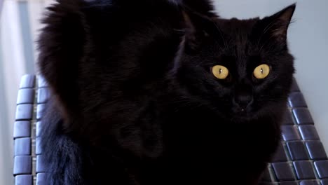 elegant black cat with yellow eyes sitting on a chair