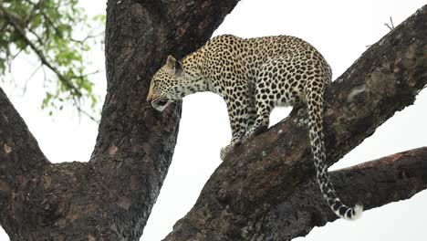 Primer-Plano-De-Cuerpo-Completo-De-Un-Leopardo-Sentado-En-Un-árbol,-Mirando-A-Lo-Lejos,-Mayor-Kruger