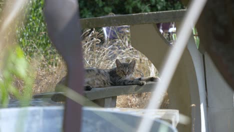 Cat-Sleeping-On-A-Bench-Near-A-Table-Waking-Up-And-Going-Back-To-Sleep-in-slowmotion-in-france-between-plants-in-foreground-with-bokeh