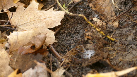 Close-up-footage-of-a-small-garden-skink