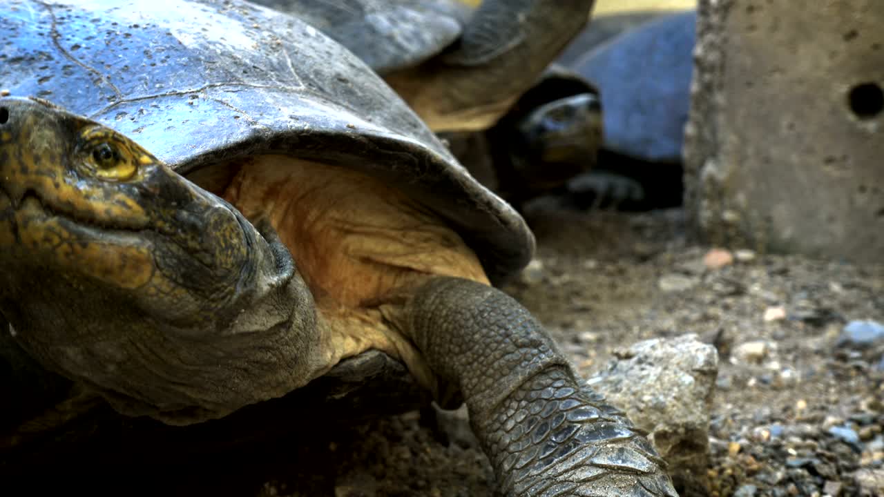 turtle or science names "Yellow-bellied slider" in shell, sunbathe with group of turtle