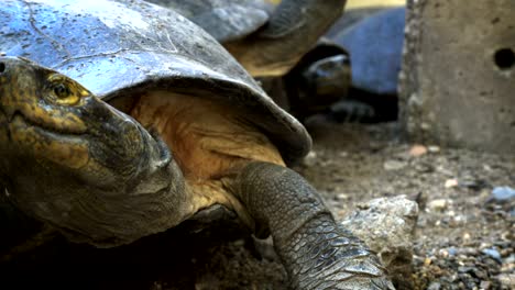 turtle or science names "yellow-bellied slider" in shell, sunbathe with group of turtle