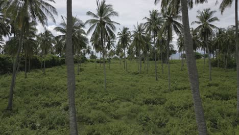 Aerial-flies-between-open-coconut-palm-trees-on-green-Lombok-coastline