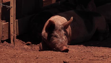 pig lying down, resting in a wooden pen