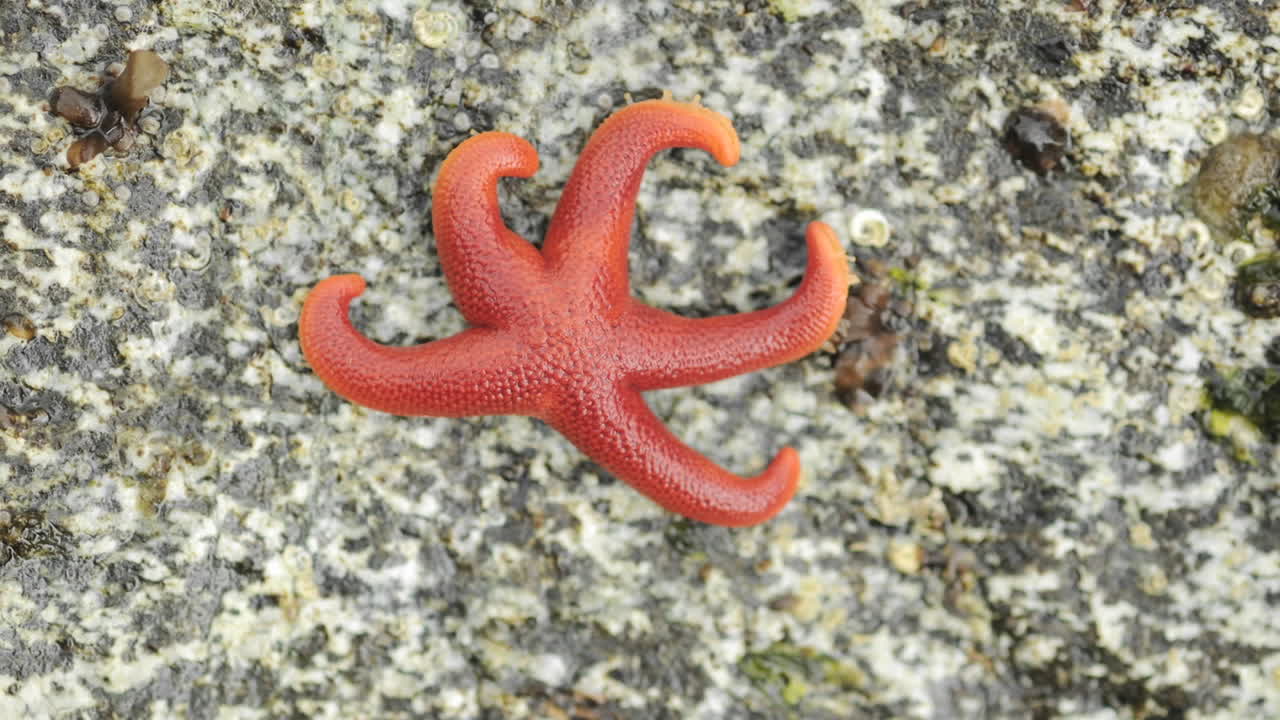 lapso de tiempo de una estrella de mar ocre pisaster ochraceus moviéndose a través de una roca en la isla george en el sureste de alaska