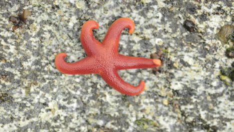 Zeitraffer-Eines-Ockerfarbenen-Seesterns-Pisaster-Ochraceus,-Der-Sich-über-Einen-Felsen-Auf-George-Island-Im-Südosten-Von-Alaska-Bewegt