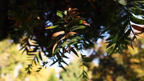 leaves gently swaying on a sunny day
