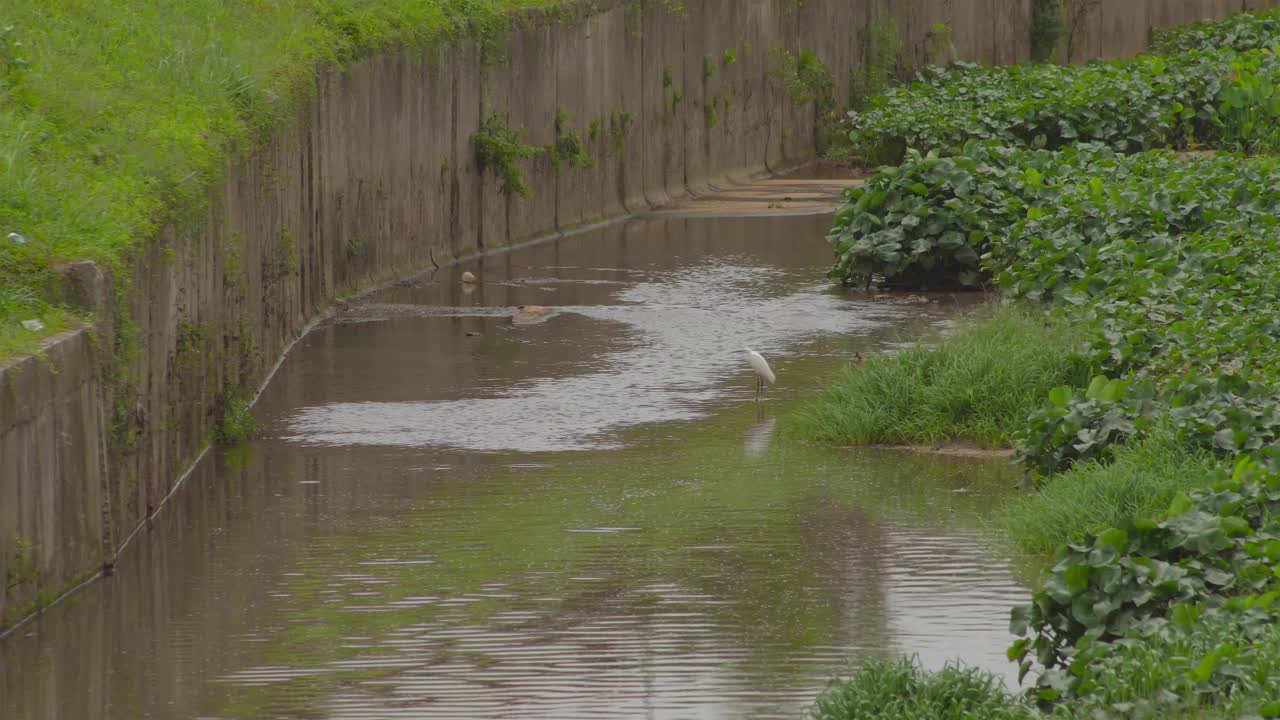 연못 물에 서있는 작은 백로