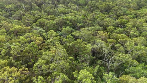 drone footage captures the expansive eucalyptus forest in gold coast, australia, showcasing dense greenery and natural beauty from above