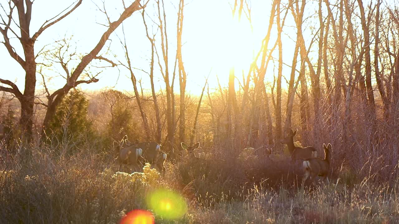 Video of a herd of deer on the countryside with a bright sunset illuminating the background