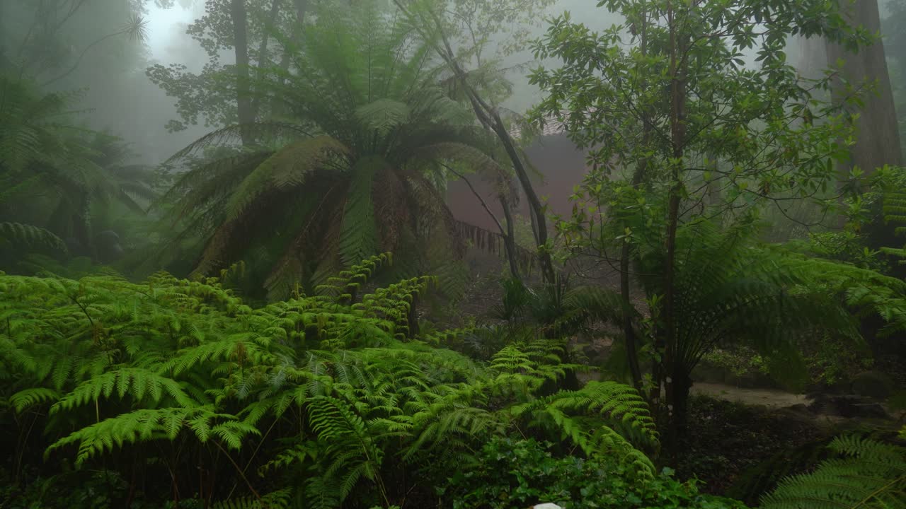 신비로운 섬뜩한 안개로 뒤덮인 페나 공원에서 자라는 양치류