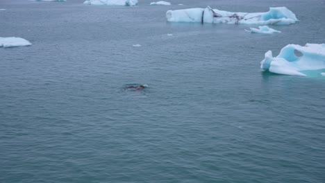 walrus swimming in cold sea between floating ice pieces, wild animal in natural habitat, slow motion