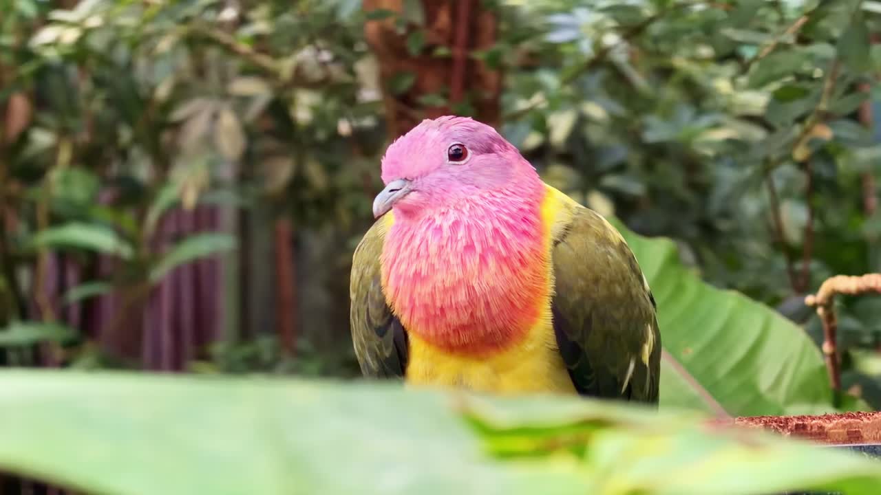 Rozehalsvruchtenduif (Ptilinopus sp.) neergestreken tussen groen tropisch gebladerte, met felroze kop, gele borst en olijfkleurig vleugelverenkleed in zacht natuurlijk licht, handbediende close-up opname.