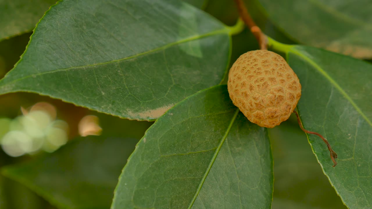 Yellow nut with green leaves