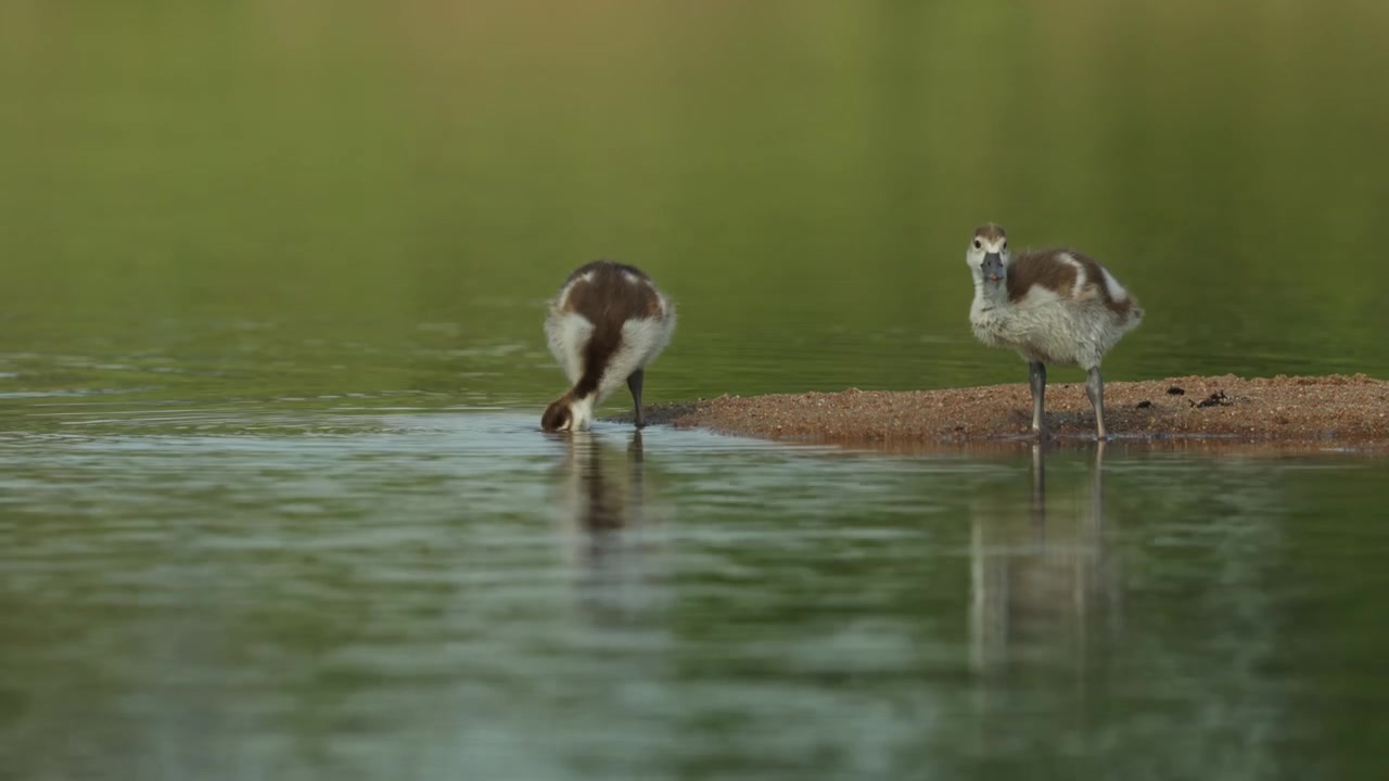 To luftige egyptiske gåsekyllinger som spiser ved kanten av grunt vann. Før den ene kyllingen går mot den andre. Filmet fra lav vinkel i Kruger nasjonalpark