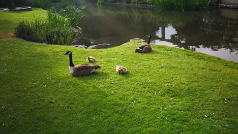 dos gansos adultos y dos gansos bebés relajándose en un parque en swindon