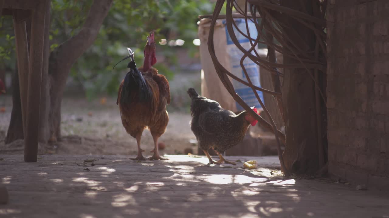 gallinas camperas picotean el suelo a la sombra mientras un gallo se yergue junto a ellas en un patio