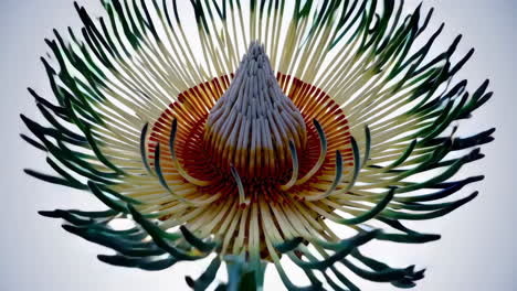 close-up of unique flower structures