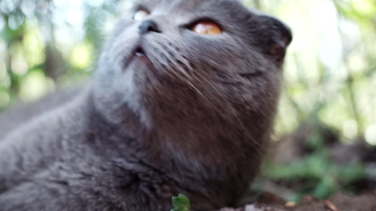 Primo piano di un gatto Scottish Fold grigio con occhi arancioni sdraiato in giardino