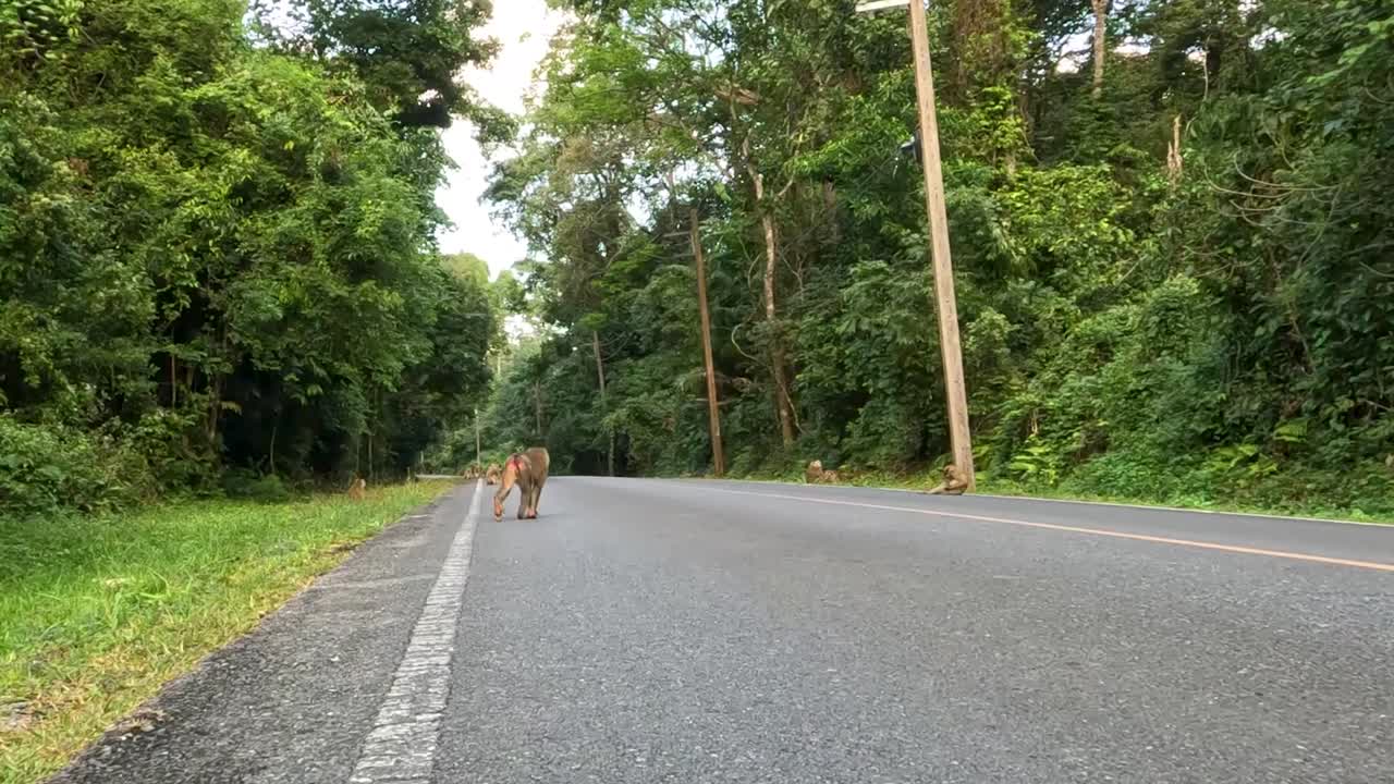 Monkeys explore and interact near a quiet forest road, surrounded by lush greenery.