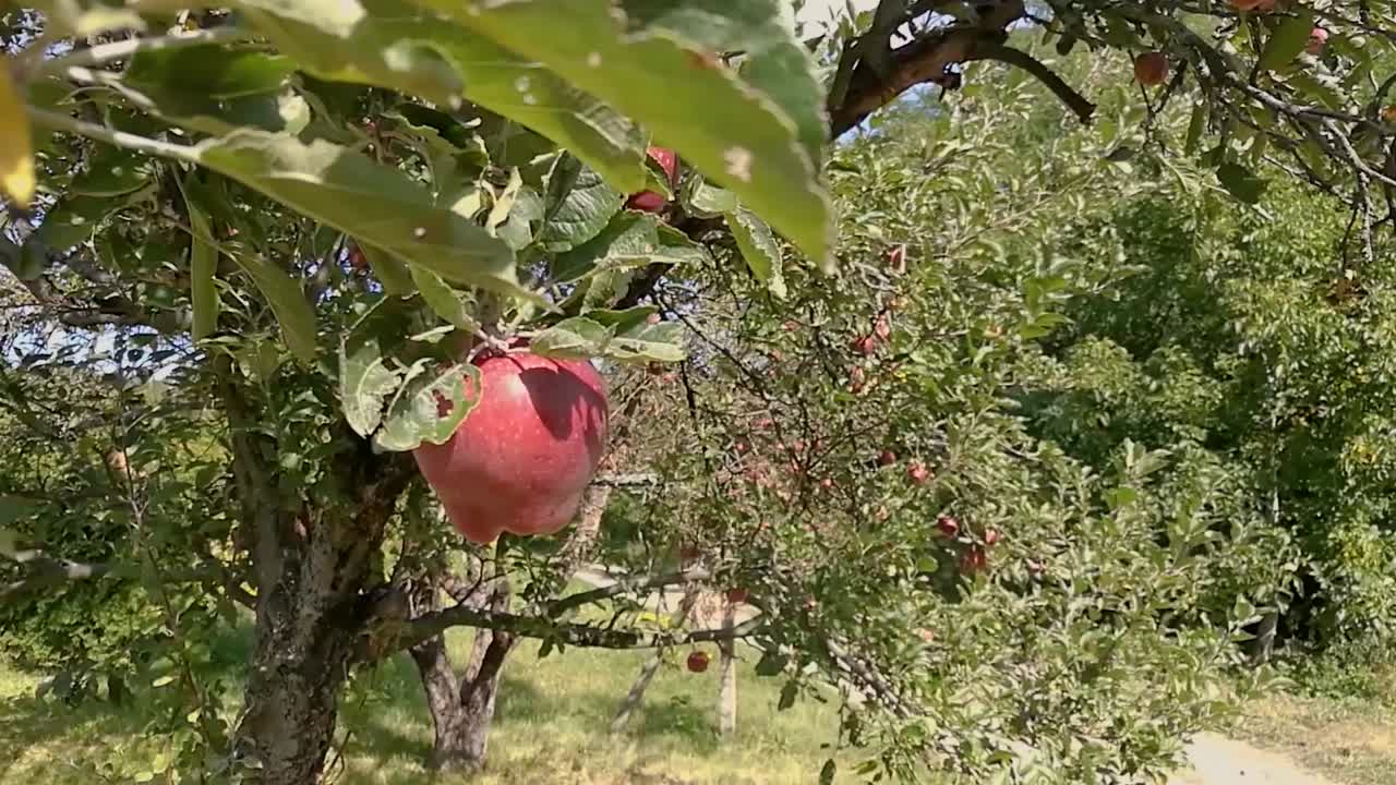 deliciosas manzanas rojas colgando de una rama moviéndose suavemente en una brisa de principios de otoño en un día soleado, a la derecha