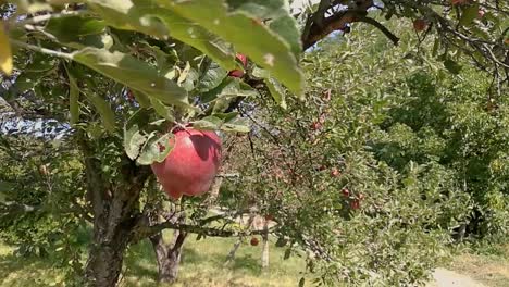 Delicious-red-apples-hanging-on-a-branch-gently-moving-in-an-early-autumn-breeze-on-a-sunny-day,-PAN-RIGHT