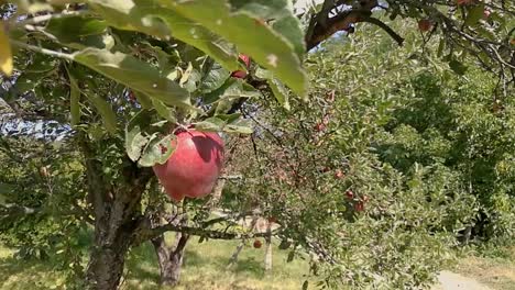 delicious red apples hanging on a branch gently moving in an early autumn breeze on a sunny day, pan right